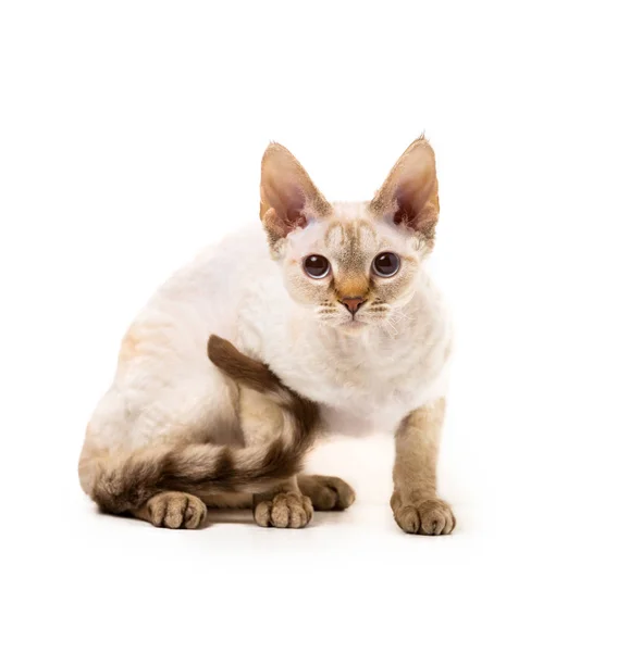 Devon Rex gato — Fotografia de Stock