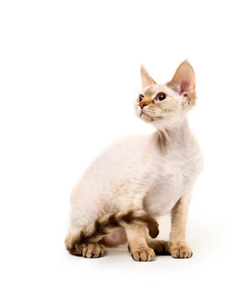 Devon rex cat — Zdjęcie stockowe