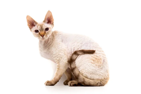 Девон Рекс кішка — стокове фото