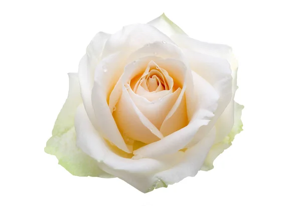 Zbliżenie na Białej Róży z kroplami — Zdjęcie stockowe