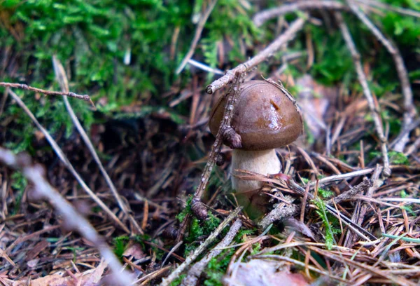 Yenilebilir Mantar Porcini Bir Ağacın Altında Mantar Mantar Sırasında Bulundu — Stok fotoğraf