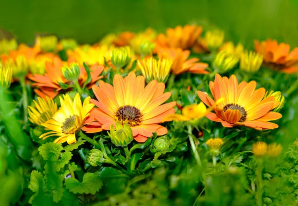 Una Muestra Floral Flores Gazania Color Naranja Amarillo —  Fotos de Stock