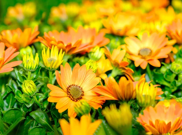 Roślin, pomarańczowy i żółty kolorowych kwiatów Gazania — Zdjęcie stockowe