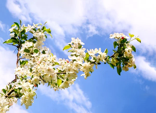 Flowers Blossoming Cherry Prunus avium in spring. — Stock Photo, Image