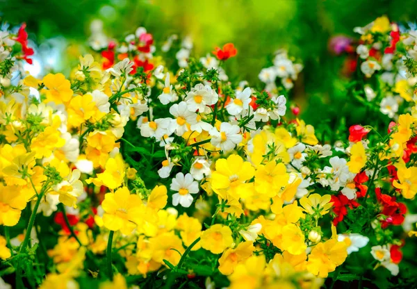 Nemesia e espalhando stonecrop com abelha no centro da imagem — Fotografia de Stock