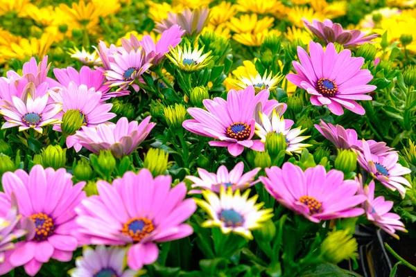 Plante de fleurs Gazania de couleur orange et rose pourpre — Photo