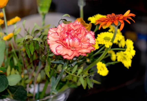 Закройте цветок Диантуса Барбатуса Сладкий Уильям — стоковое фото