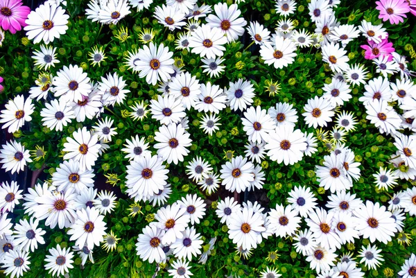 Weelderige groene grassen en witte oxeye Osteospermum Margriet — Stockfoto