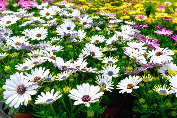 Exuberantes hierbas verdes y margaritas blancas de ojo de buey Osteospermum ecklonis — Foto de Stock