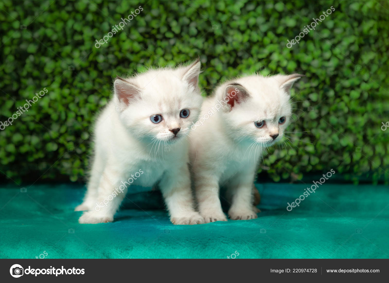 Lustige Kleine Weiße Katze Mit Blauen Augen Stockfoto