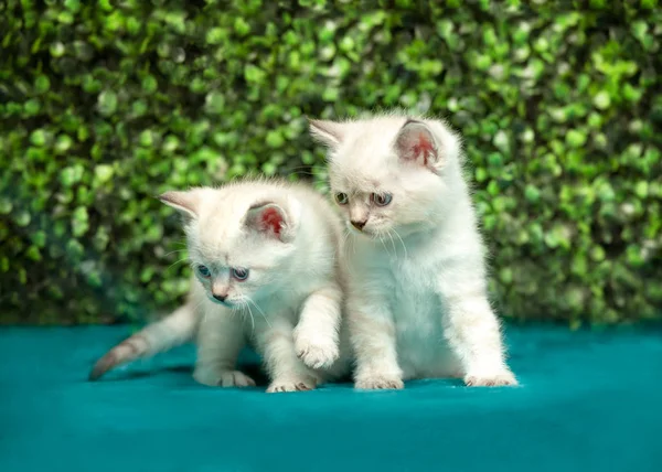 Mavi gözlü komik beyaz kedicik — Stok fotoğraf