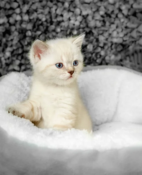 Legrační malé bílé kotě s modrýma očima — Stock fotografie