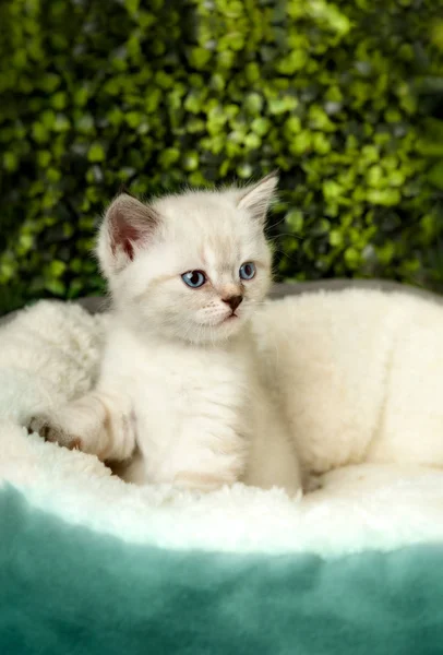 Drôle petit chaton blanc avec des yeux bleus — Photo