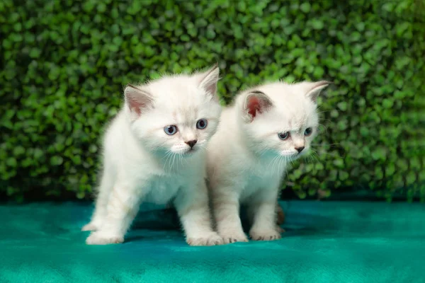 Funny little white kitten with blue eyes — Stock Photo, Image