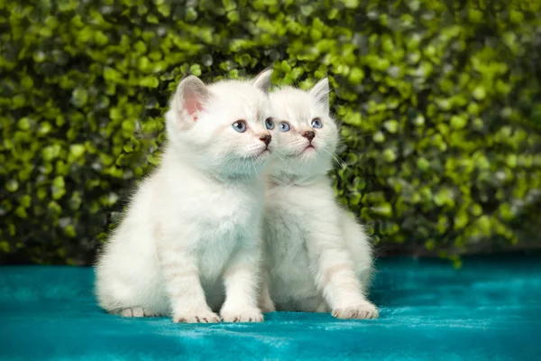 Divertente gattino bianco con gli occhi azzurri — Foto Stock