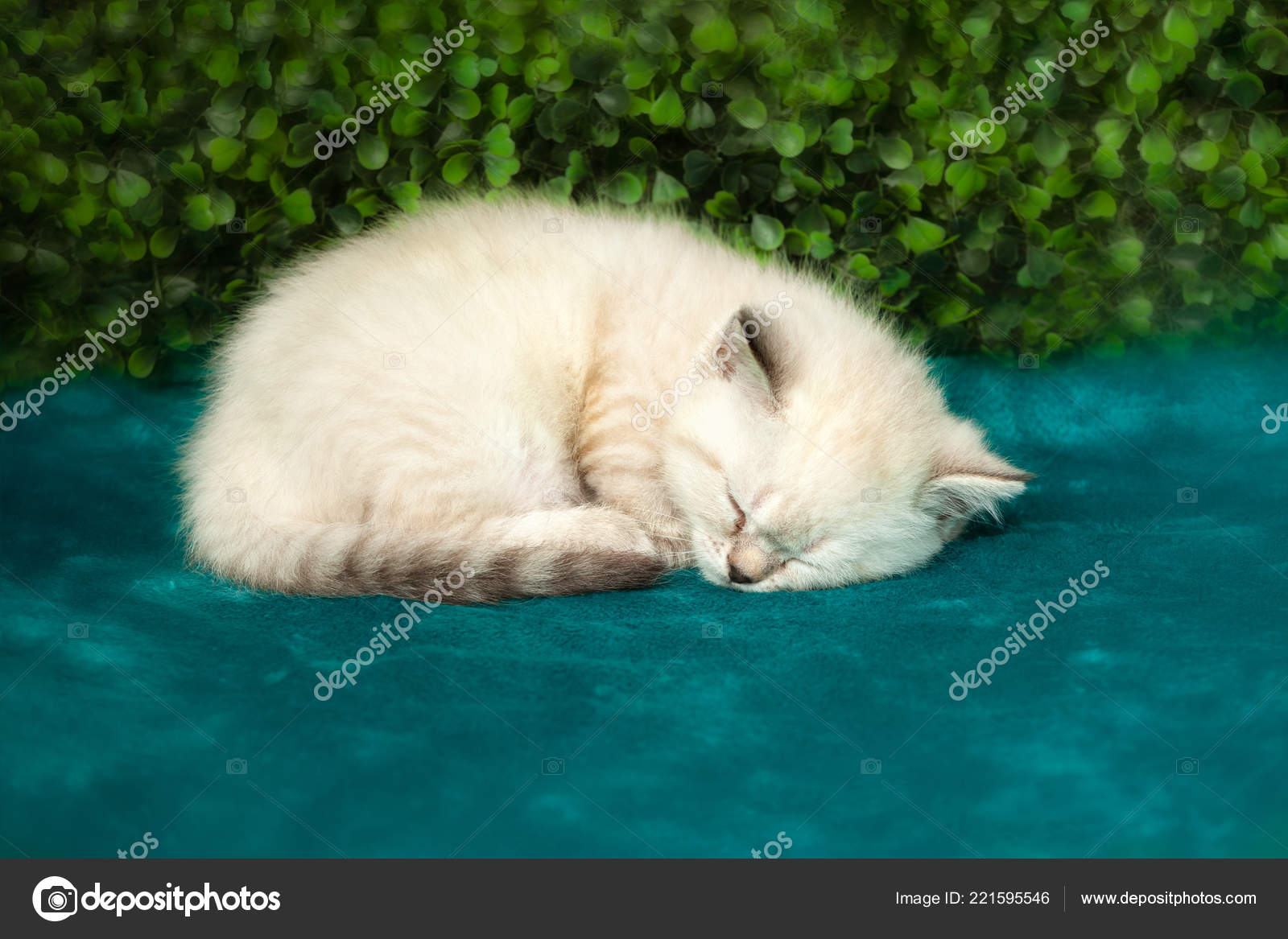 Lustige Kleine Weiße Katze Mit Blauen Augen Stockfoto