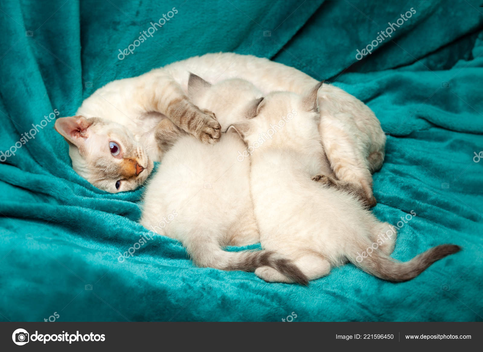 Lustige Kleine Weiße Katze Mit Blauen Augen Stockfoto