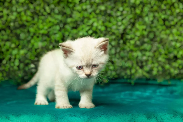 Смешной маленький белый котенок с голубыми глазами — стоковое фото