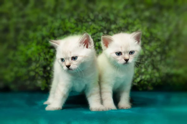 Смешной маленький белый котенок с голубыми глазами — стоковое фото