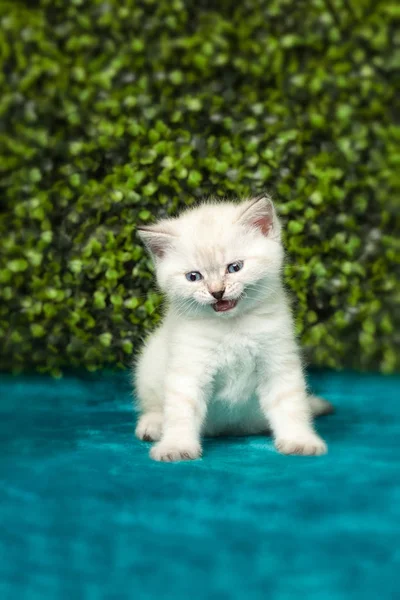 Divertente gattino bianco con gli occhi azzurri — Foto Stock