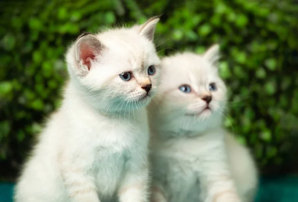 Funny little white kitten with blue eyes — Stock Photo, Image