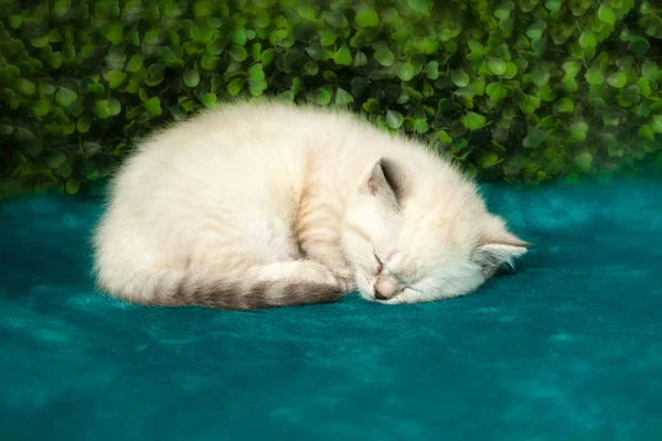 Lustiges kleines weißes Kätzchen mit blauen Augen — Stockfoto