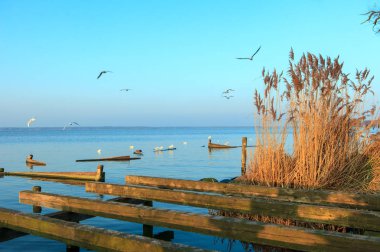 Gulls fly over the Steinhuder Meer or Lake Steinhude, Lower Saxony, Germany, northwest of Hanover. clipart