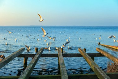 Martılar Steinhuder Meer veya göl yayınevleri, Aşağı Saksonya, Almanya, içinde Hanover kuzeybatısında sinek.