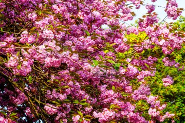 Bahar sakura çiçeği arka plan. Kiraz ağacının pembe çiçekleri.