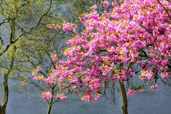 Bahar sakura çiçeği arka plan. Kiraz ağacının pembe çiçekleri. — Stok fotoğraf