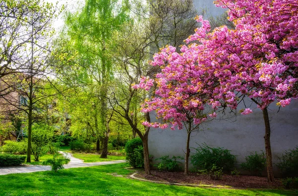 Fondo de flor de sakura de primavera. Flores rosadas de cerezo . —  Fotos de Stock