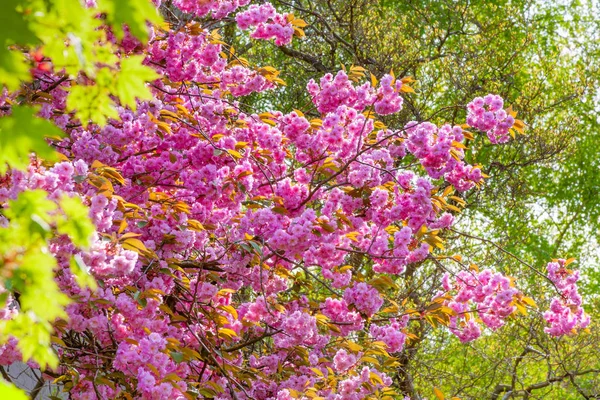Frühling Sakura Blüte Hintergrund. rosa Blüten des Kirschbaums. — Stockfoto
