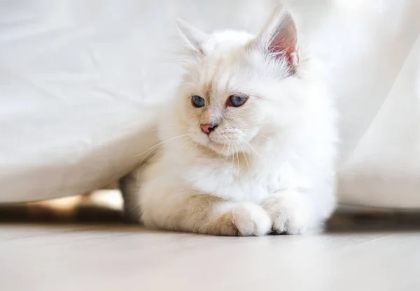 The sun shines in the cat in the morning. — Stock Photo, Image