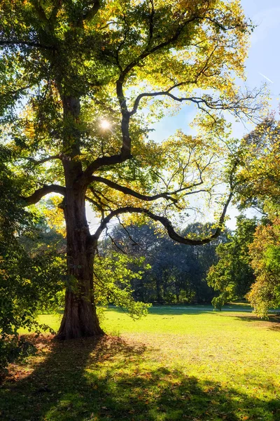 秋の公園の小道。日光。歩いて。風景. — ストック写真