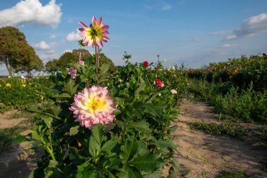 Dekoratif kasımpatı çiçekli bir tarla. Aşağı Saksonya, Almanya