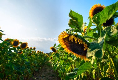 Turuncu çiçekler ile dekoratif ayçiçeği ile bir alan. Aşağı Saksonya, Almanya