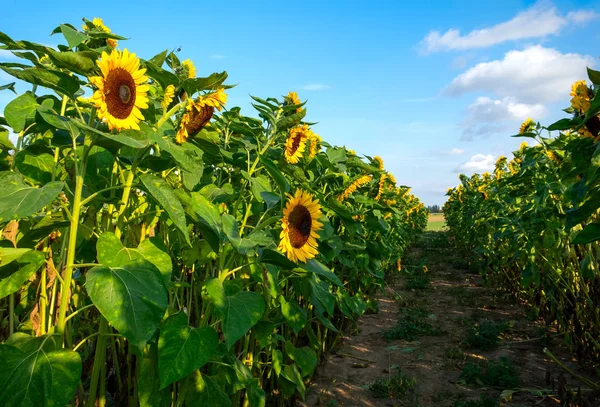 Um campo com girassol decorativo com flores de laranja. Baixa Saxónia, Alemanha — Fotografia de Stock