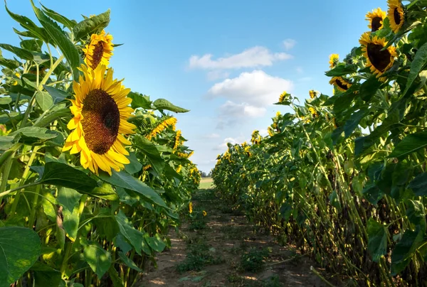 A field with decorative sunflower with orange flowers. Lower Saxony, Germany