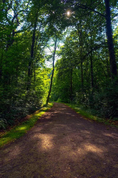 Camino en el parque de otoño. Luz del sol. Caminando. Paisaje . — Foto de Stock