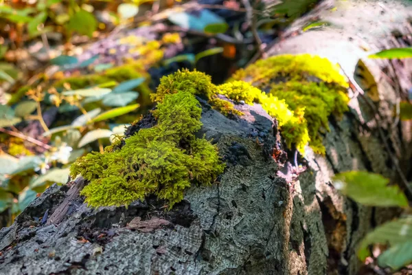 Old tree with moss on roots in autumn forest — Stock Photo, Image