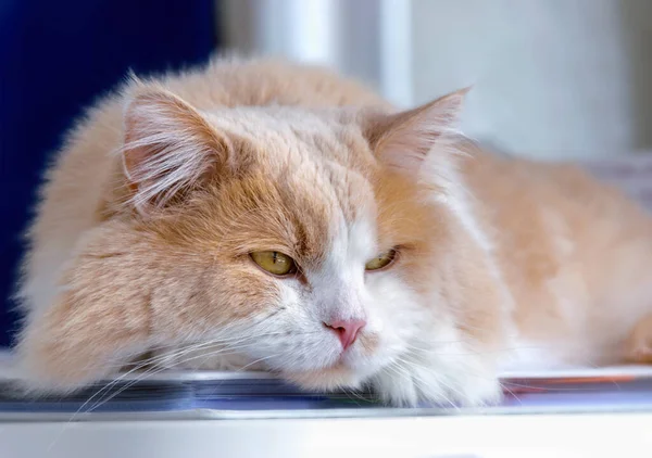 Ginger White Cat Nahaufnahme Haustier Porträt. — Stockfoto