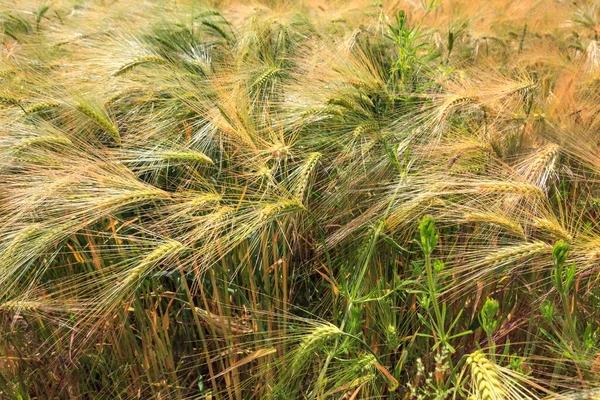 Trigo verde en el campo en período de maduración a principios de verano — Foto de Stock