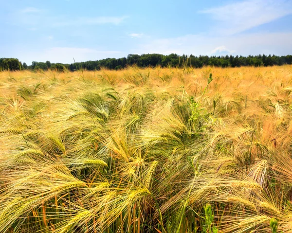 Groene tarwe op het veld in rijpingsperiode in de vroege zomer — Stockfoto