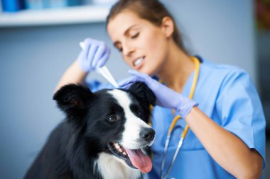 Kadın veteriner kene alıp klinikte bir köpeği muayene ediyor.