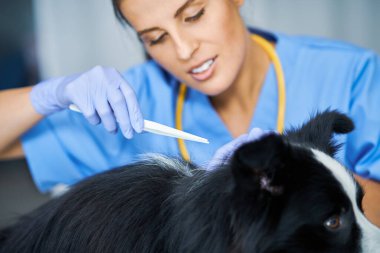 Kadın veteriner kene alıp klinikte bir köpeği muayene ediyor.