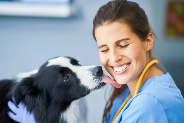 Veterinário feminino examinando um cão na clínica — Fotografia de Stock