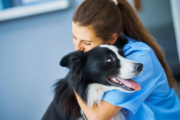 Veterinaria che esamina un cane in clinica — Foto Stock
