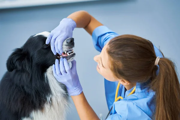 Kobieta weterynarii badającej psa w klinice — Zdjęcie stockowe