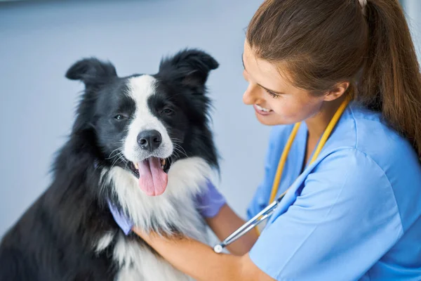 Veterinaria femenina examinando a un perro en la clínica — Foto de Stock