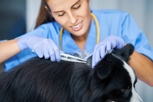 Kvinna veterinär ta bort fästing och undersöka en hund på kliniken — Stockfoto